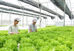 Hau Giang seeks investment in hi-tech agricultural park
