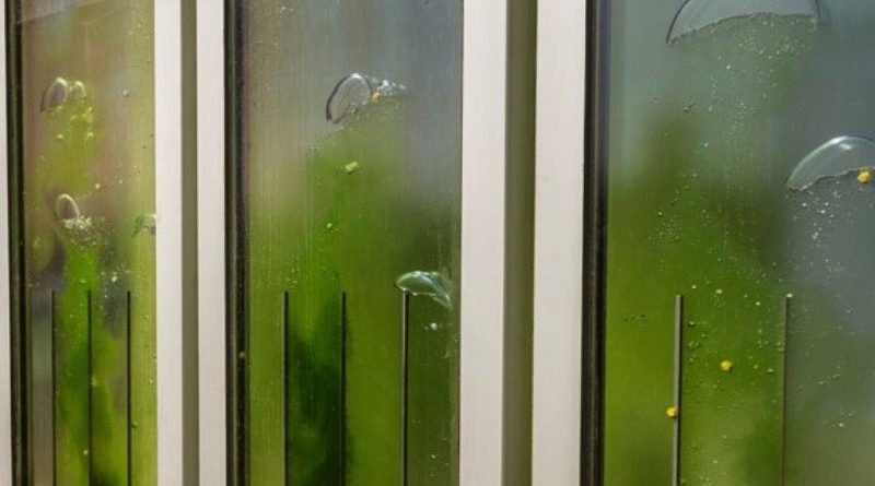 19 reasons why algae may be the next sustainable building technology
