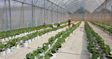 Quảng Ngãi: Đầu tư dự án Khu sản xuất và chế biến nông nghiệp tập trung