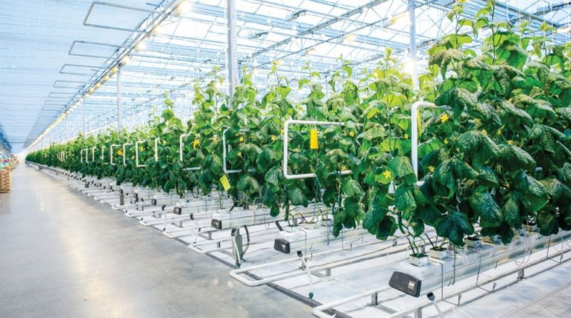 Tập đoàn TH dự kiến xây dựng Khu nông nghiệp công nghệ cao tại Hà Nội