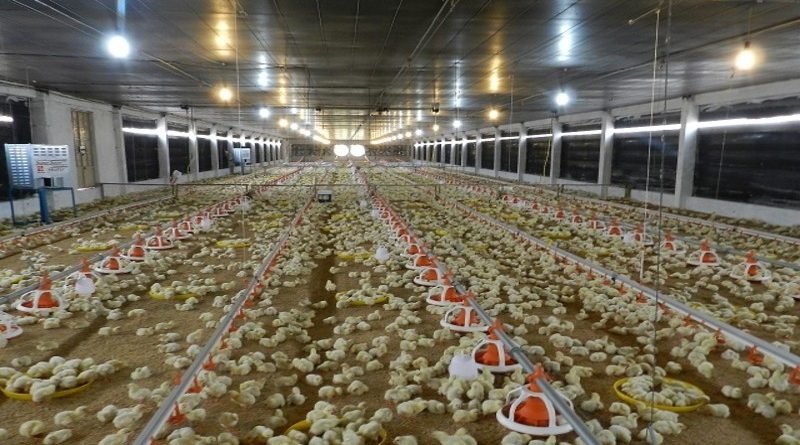 Chăn nuôi gà theo mô hình khép kín ở Hữu Lũng Nâng chất lượng  tăng thu  nhập  Sở nông nghiệp và phát triển nông thôn
