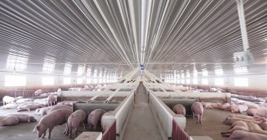 trang trại chăn nuôi heo